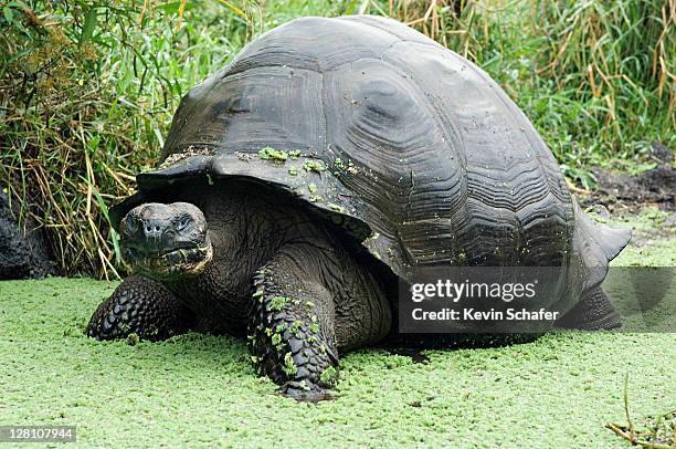 galapagos giant tortoise, geochelone elephantopus. wild. santa cruz island. galapagos - tortoise photos et images de collection