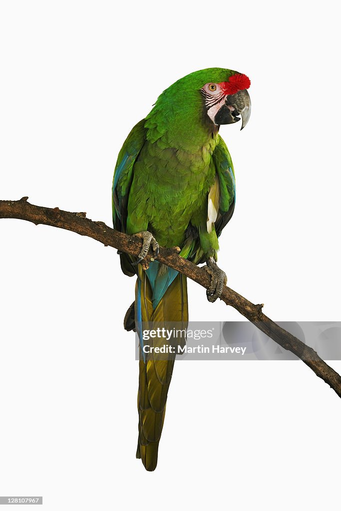 Military Macaw. (Ara militaris). In studio. Status: Endangered. Distribution: Native to Central and South America and Mexico