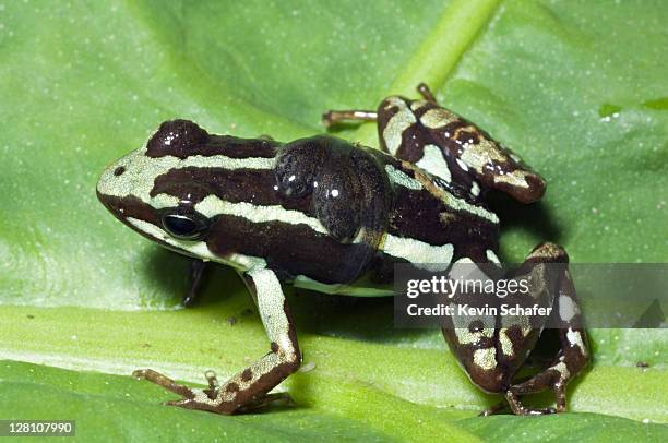 phantasmal poison dart frog, epipedobates tricolor. male with babies on back. wild. buenaventura reserve el oro province. ecuador - kaulquappe stock-fotos und bilder