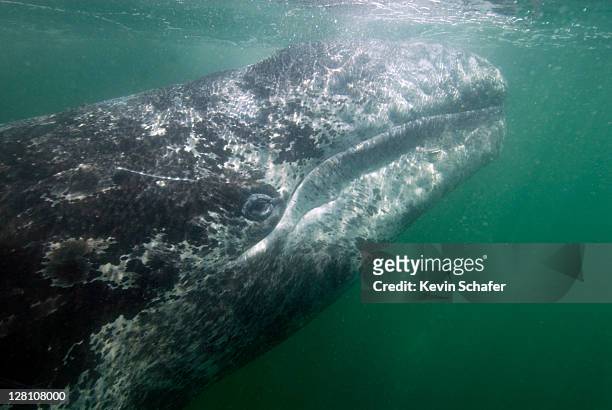 grey whale calf underwater, eschrichtius robustus. san ignacio lagoon. mexico - eschrichtiidae stock pictures, royalty-free photos & images