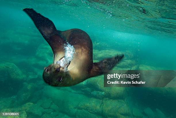 california sea lion, zalophus californianus, underwater, sea of cortez, baja california, mexico - zalophus californianus imagens e fotografias de stock