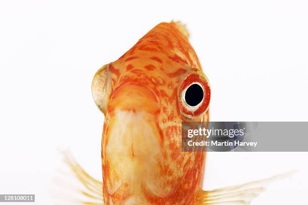 red discus fish (symphysodon aequifasciatus). freshwater fish species from the cichlid family. also known as heckel discus, pompadour fish and pineapple discus. dist. south america. studio shot against white background. - symphysodon stock pictures, royalty-free photos & images