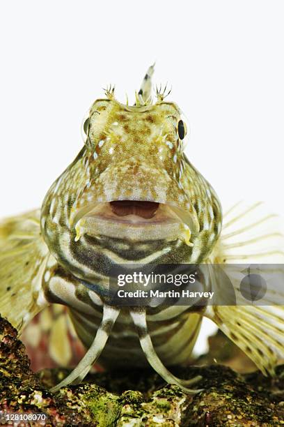 rock blenny (salarias fasciatus).. also known as lawnmower blenny, jeweled rockskipper and jeweled blenny. tropical marine reef fish found mostly perched on rock. very popular algae eating blenny. dist. indo-pacific against white background. - blenny stock pictures, royalty-free photos & images