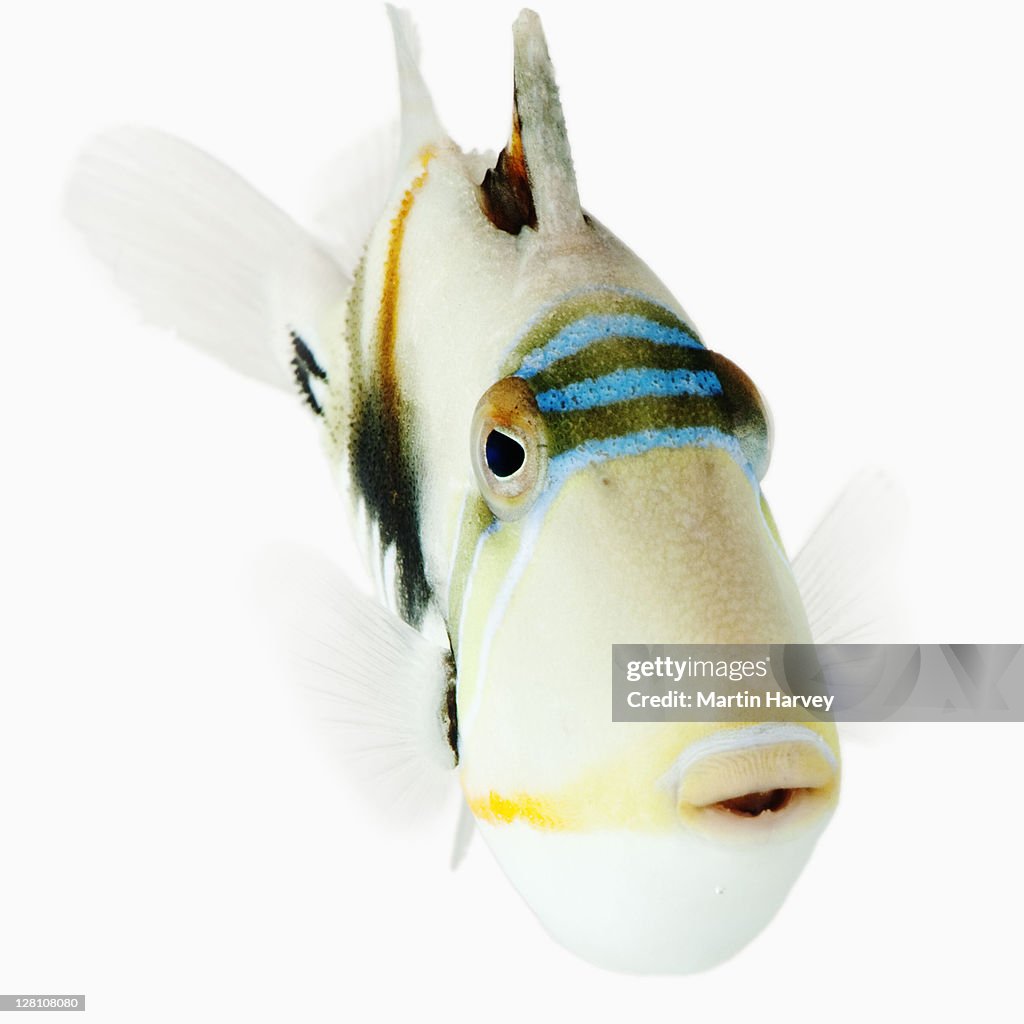Picasso trigger (Rhinecanthus aculeatus) Also known as Lagoon Blackbar Triggerfish, Huma Picasso. Aggressive carnivorous marine fish with striking features. Dist. Indo-Pacific. Studio shot against white background