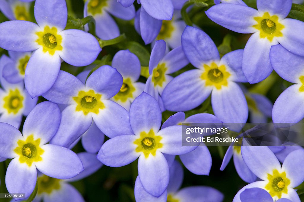 Creeping Bluet aka Mountain Bluet, Houstonia serpyllifolia, Blue Ridge Parkway, North Carolina, USA. Found along streambanks and rich woods