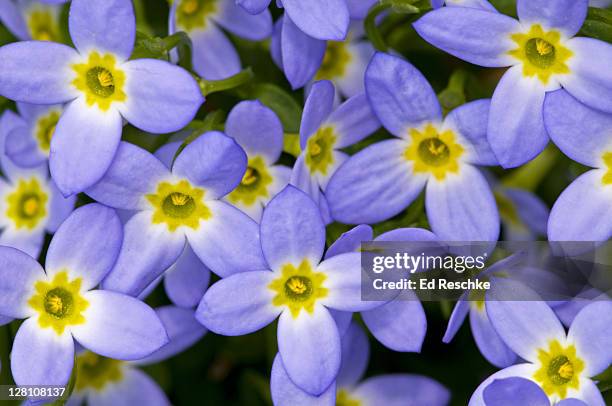 Creeping Bluet Aka Mountain Bluet Houstonia Serpyllifolia Blue Ridge Parkway North Carolina Usa Found Along Streambanks And Rich Woods High-Res Stock Photo