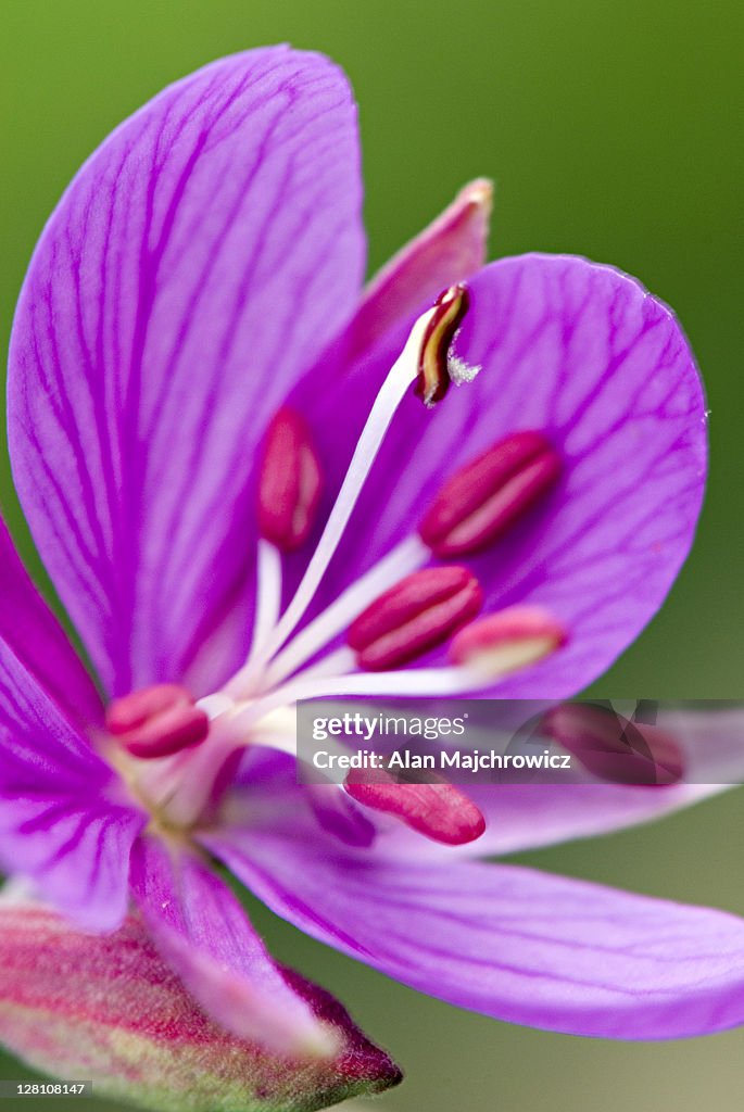 Fireweed, Epilobium angustifolium