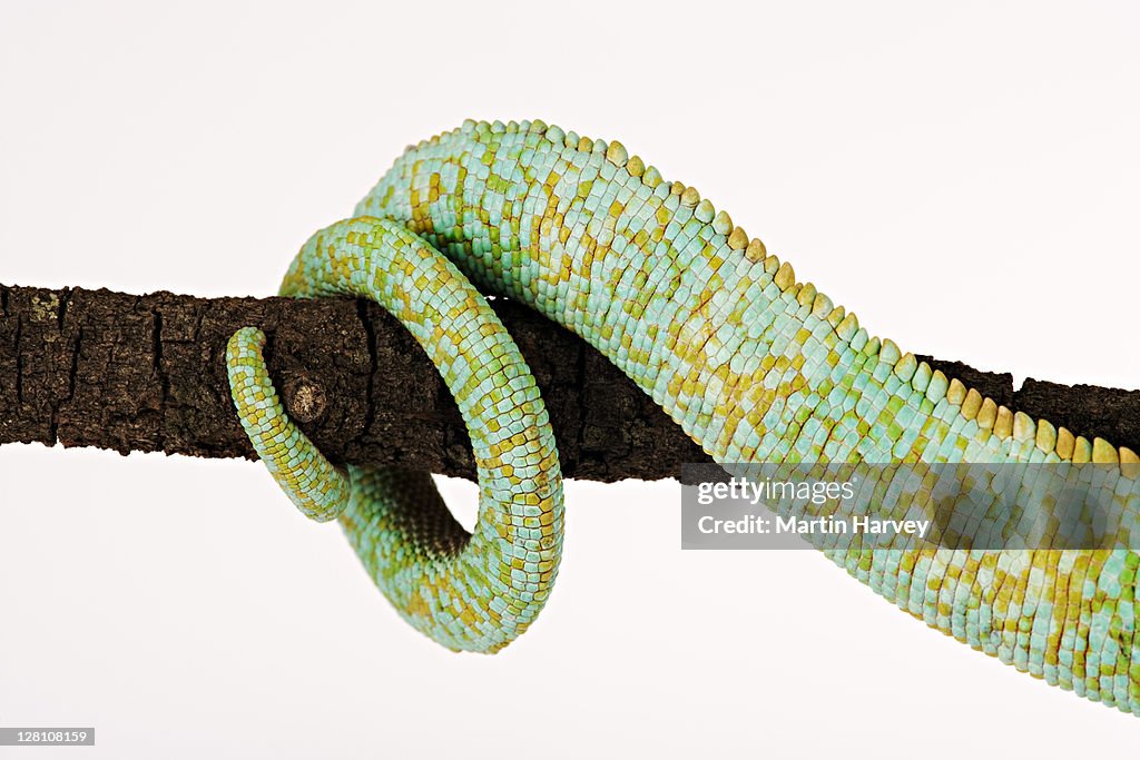 Veiled Chameleon, Chamaeleo calyptratus. Closeup of boldly colored tail. The skin changes are used for communication. Inhabits dry mountainous areas. Indigenous distribution: Yemen and Saudi Arabia. Studio shot against white background.