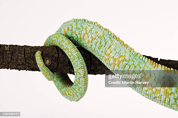 veiled chameleon, chamaeleo calyptratus. closeup of boldly colored tail. the skin changes are used for communication. inhabits dry mountainous areas. indigenous distribution: yemen and saudi arabia. studio shot against white background. - chameleon white background stock pictures, royalty-free photos & images