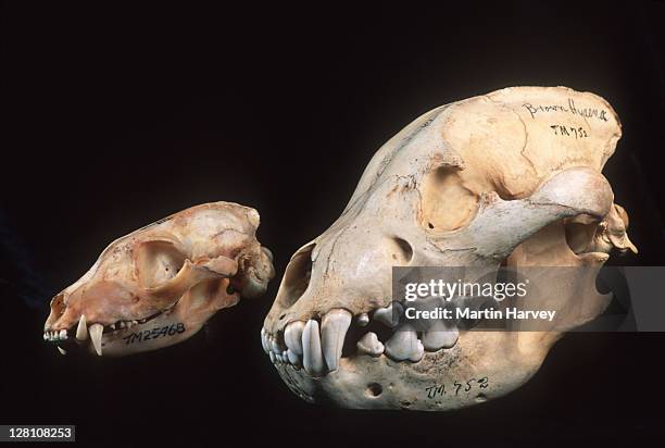 brown hyaena skull showing large canine and incisor teeth adapted to tearing flesh and breaking bones. hyaena brunnea. comparison of the way jaws are adapted for eating. to the left is an aardwolf skull, proteles cristatus. - nocturnals stock pictures, royalty-free photos & images