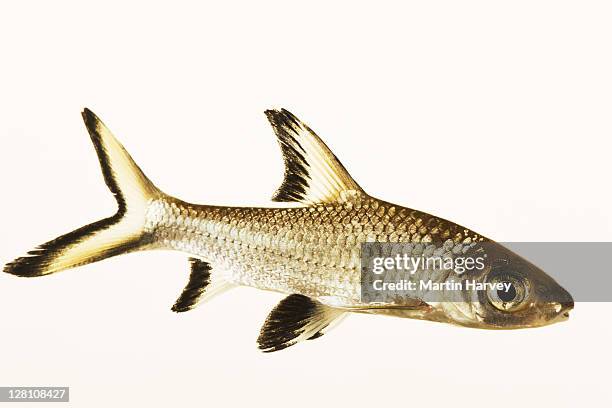 bala shark (balantiocheilus melanopterus). also known as silver shark. freshwater schooling fish species. dist. south east asia. studio shot against white background - silver shark - fotografias e filmes do acervo