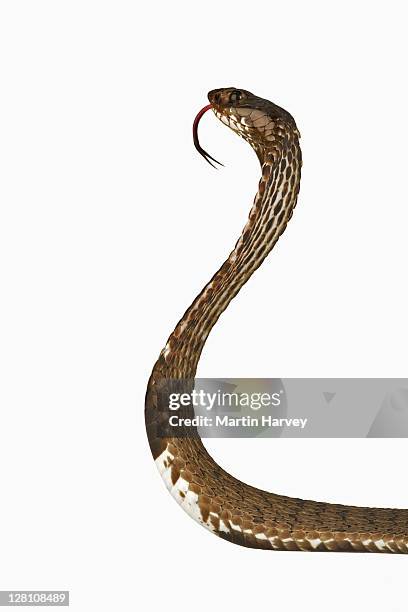 rinkhals spitting cobra. (hemachatus haemachatus). venemous. in studio. distribution: eastern regions of south africa. also recorded in the extreme north-eastern part of zimbabwe - cobra snake stockfoto's en -beelden