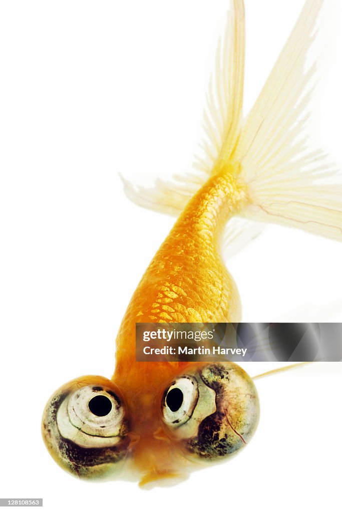 Celestial eyed gold fish (Carassius auratus). Fresh water fish. Variety of fancy goldfish from Asia. Studio shot against white background. Distr. worldwide