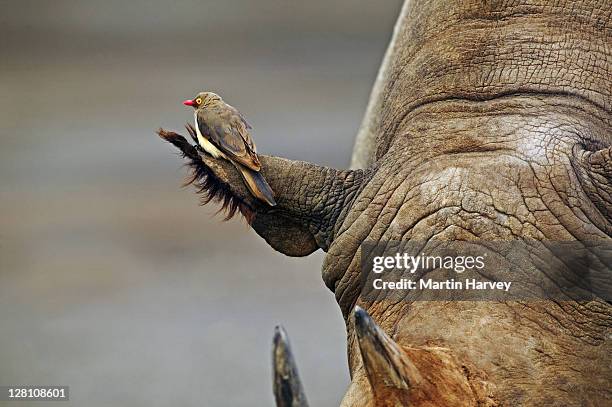 closeup of male black rhinoceros, diceros bicornis, with red-billed oxpecker looking for parasites on rhinos skin. lake nakuru national park kenya. dist. localised: southern, eastern & central west africa - rhinoceros bildbanksfoton och bilder