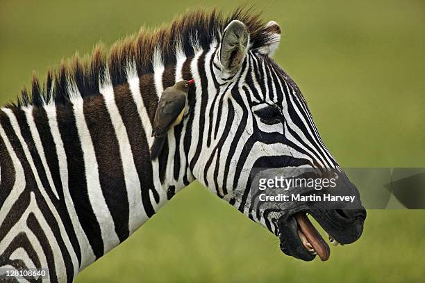 1,365 Red Zebra Photos and Premium High Res Pictures - Getty Images