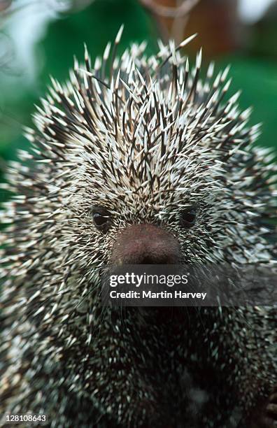 portrait of brazilian tree porcupine, coendou prehensilis, in natural habitat. south america - istrice foto e immagini stock