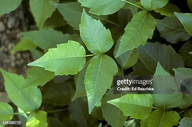 poison ivy. rhus radicans volatile oils cause severe skin inflammation, itching, blistering - ground ivy stock pictures, royalty-free photos & images