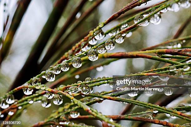 Bell Reed 1,807 Bell South Africa Stock Photos, High-Res Pictures, and Images ...