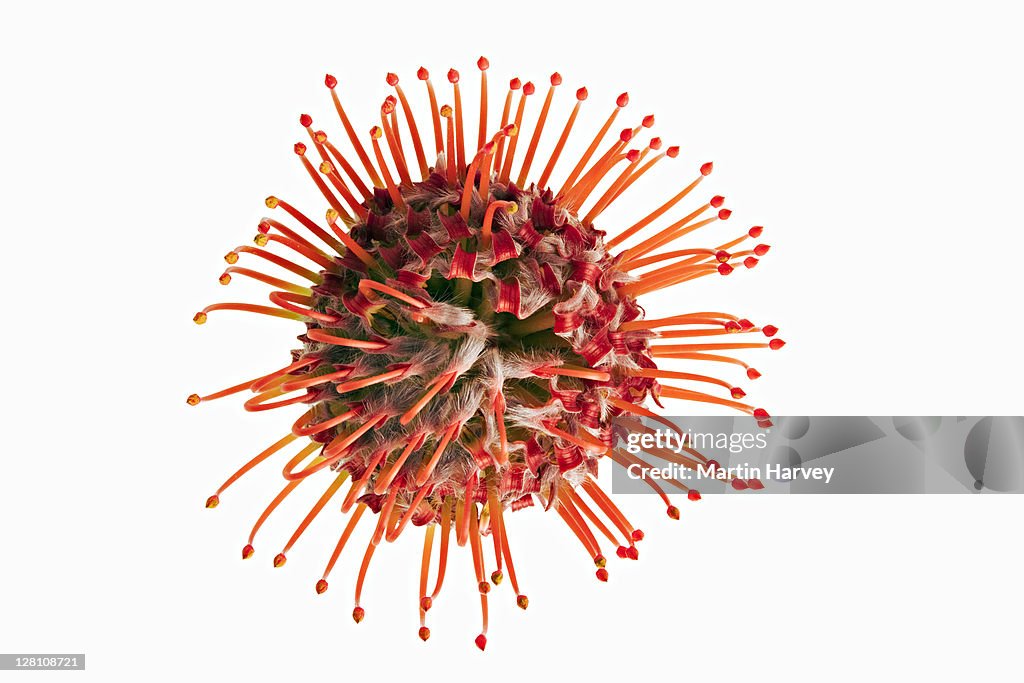 Pincushion Protea flower. (Leucospermum spp.) Bright orange flower on white background.. Indigenous to southern Africa.