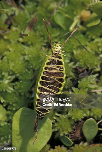 venus flytrap with trapped true bug (sionaea muscipula) - venus flytrap stock pictures, royalty-free photos & images