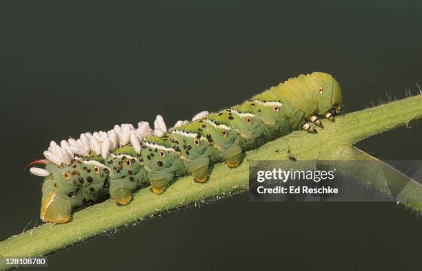 biological pest control: wasp pupae on tobacco hornworm. (parasitism) - parasitisk bildbanksfoton och bilder