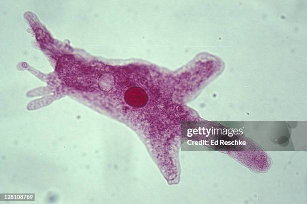ameba (amoeba proteus). shows: nucleus,contractile vaculoe, pseudopods. (100x) - amoeba stock-fotos und bilder