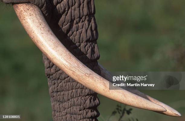 african elephant. loxodonta africana. - closeup of tusks. - elephant foto e immagini stock