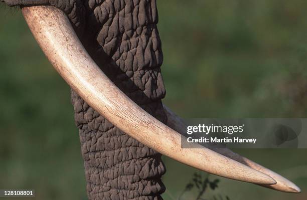 african elephant. loxodonta africana. - closeup of tusks. - african elephants stock pictures, royalty-free photos & images