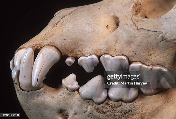 brown hyaena skull showing large canine and incisor teeth adapted to tearing flesh and breaking bones. hyaena brunnea. - mammal stock pictures, royalty-free photos & images