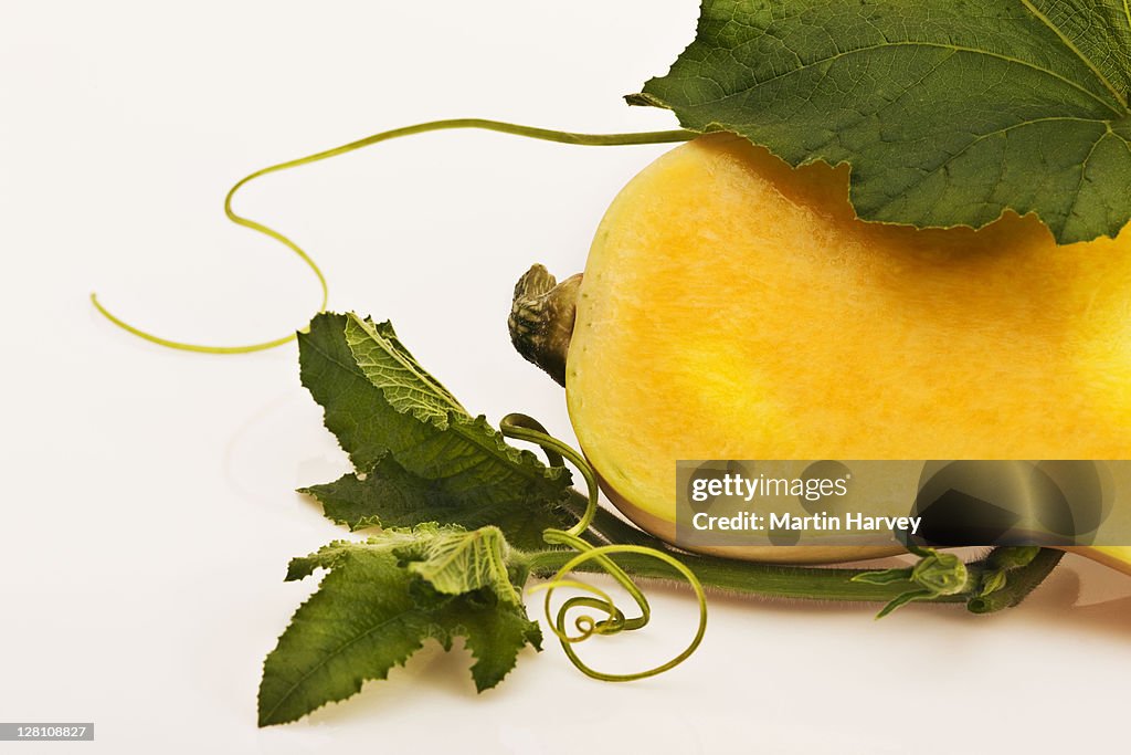 Halved organic butternut accompanied by leaves and stems on a white background.