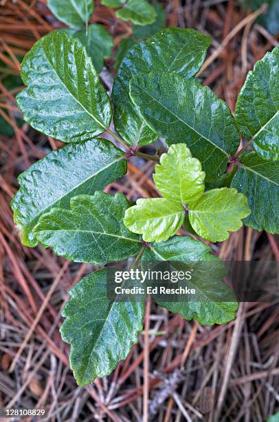 closeup of poison oak, rhus diversiloba, point lobos state reserve, california, usa. shiny leaves, 'leaflets three, let it be'. has plant oils that cause blistery, red, itchy skin rashes. - poison oak - fotografias e filmes do acervo