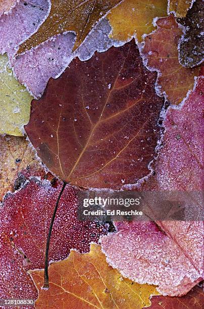 autumn leaves with frost. bigtooth aspen, populus grandidentata. michigan. usa - populus grandidentata stock pictures, royalty-free photos & images