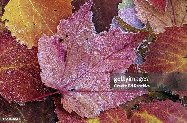 autumn leaves with frost. red maple (center), acer rubrum, and bigtooth aspen, populus grandidentata. michigan. usa - populus grandidentata stock pictures, royalty-free photos & images