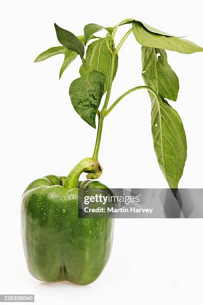 fresh, organic green pepper on white background. also known as capsicum or bell pepper. - green bell pepper - fotografias e filmes do acervo