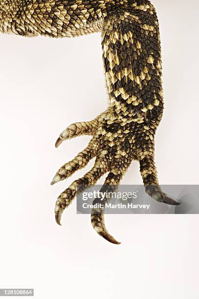 closeup of claw of an australian water dragon, physignathus lesueurii. arboreal agamid species native to eastern australia. studio shot against white background. - arboreal animals stock-fotos und bilder