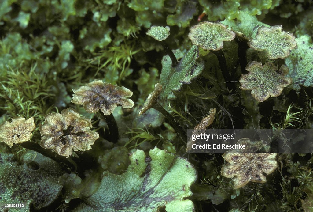 MALE LIVERWORT, MARCHANTIA SP,