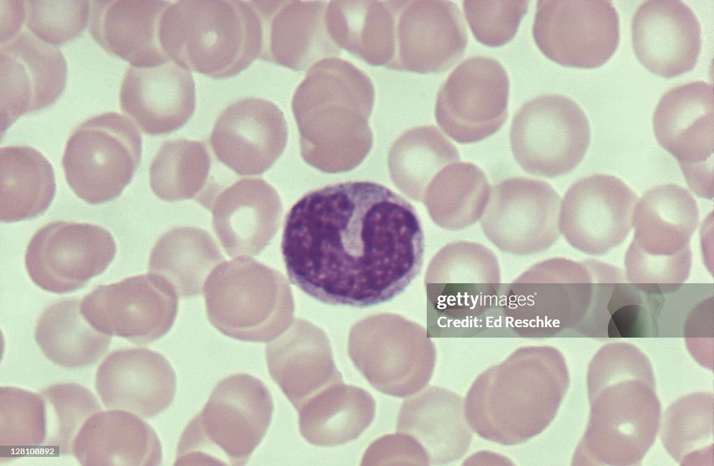 Monocyte Rbc Monocyte Red Blood Cells Phagocyte Converted To Macrophage 500x High ...