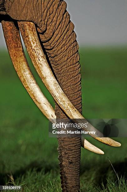 african elephant, loxodonta africana. female with exceptionally long tusks. amboseli national park kenya. dist. sub-saharan africa - elephant tusk stock pictures, royalty-free photos & images