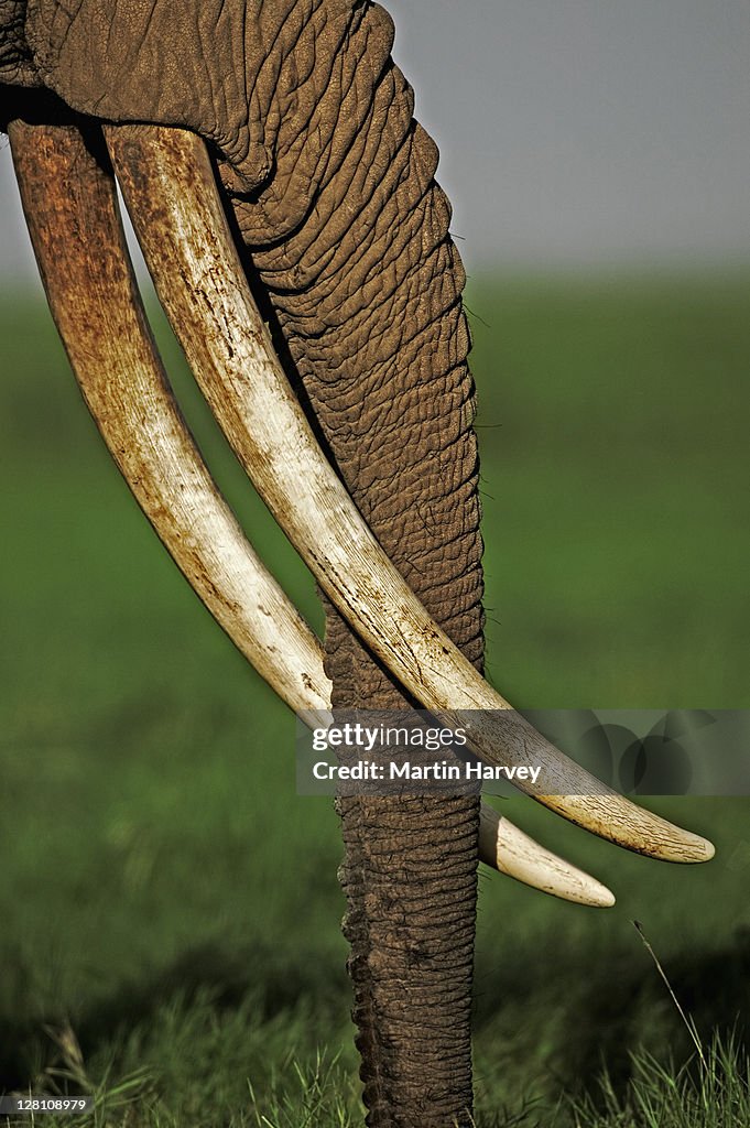 African Elephant, Loxodonta africana. Female with exceptionally long tusks. Amboseli National Park Kenya. Dist. Sub-saharan Africa