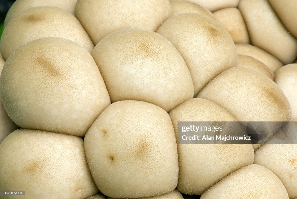 Puffball cluster. Cassiar Mountains, British Columbia, Canada