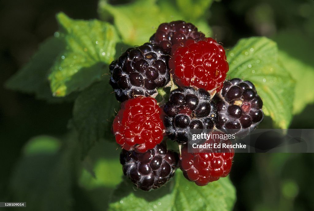 Black Raspberry Rubus Sp Aggregate Fruit Composed Of Many Small Drupes ...