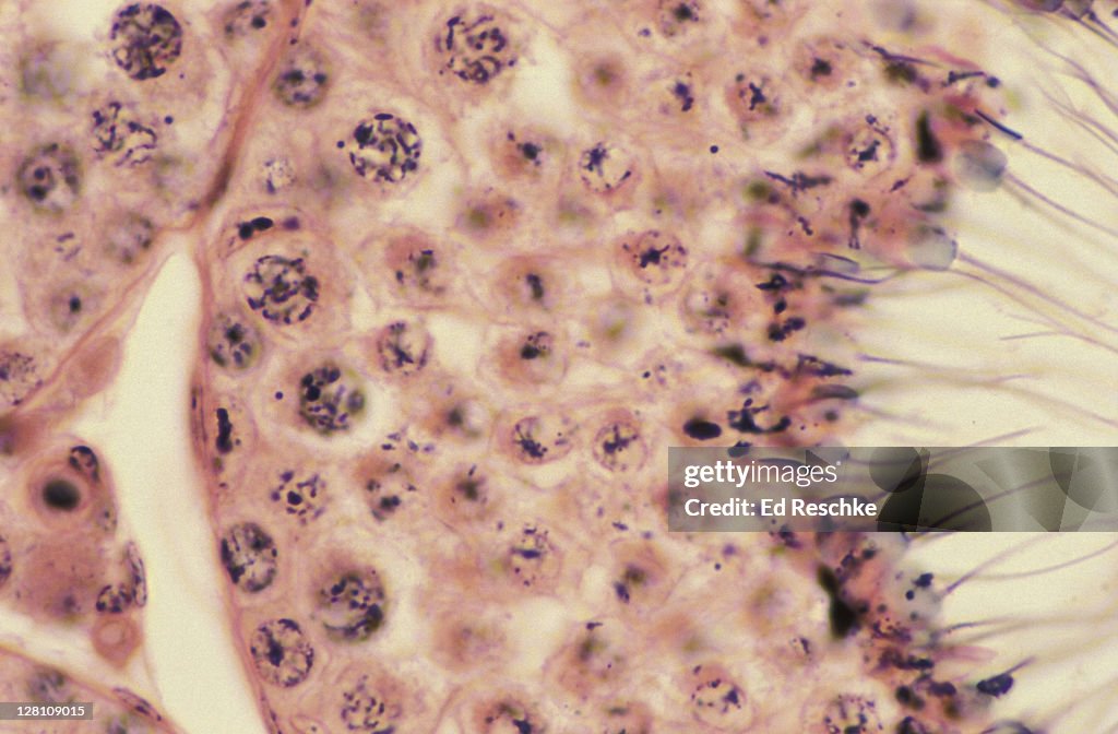 SPERMATOGENESIS. SEMINIFEROUS TUBULES TESTIS, MAMMAL. 250X