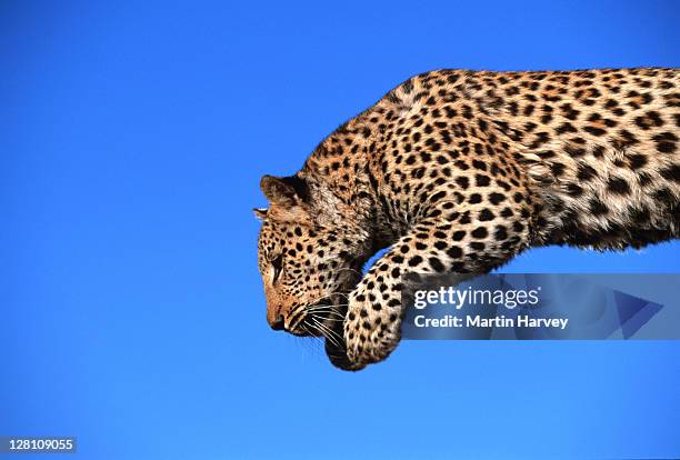 leopard jumping. panthera pardus. - largest of africa s spotted cats. - namibia. - fauve photos et images de collection