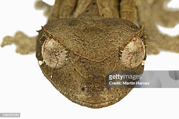leaf-tailed gecko. (uroplatus phantasticus) camouflaged to resemble dry leaves. dist. madagascar - uroplatus phantasticus stock pictures, royalty-free photos & images