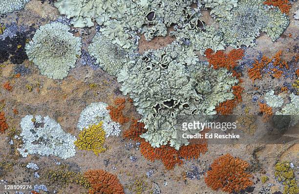 crustose and foliose lichens on rock.wind cave national park, south dakota - lachen stock pictures, royalty-free photos & images