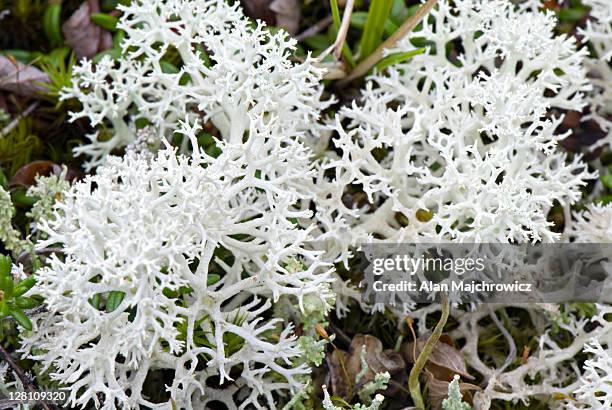 reindeer lichen (cladonia rangiferina) - cladonia stock pictures, royalty-free photos & images
