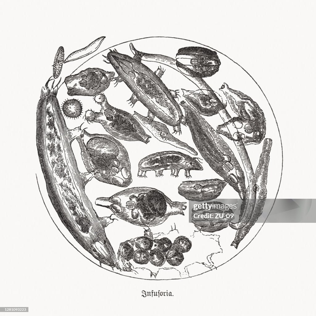 Infusoria in a drop of water, wood engraving, published in 1893