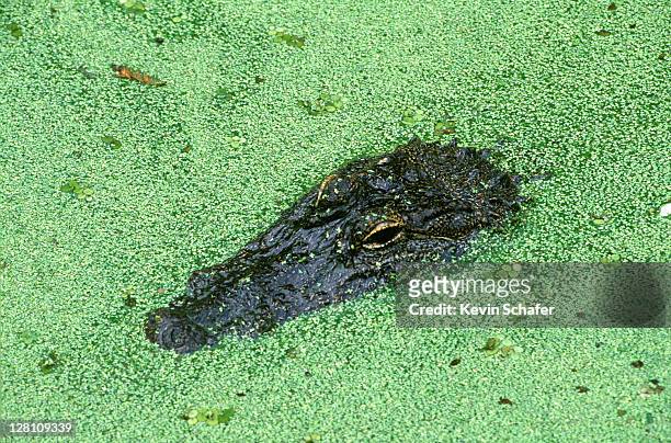 american alligator, alligator mississipiensis, in duckweed. southern louisiana - kroos stockfoto's en -beelden