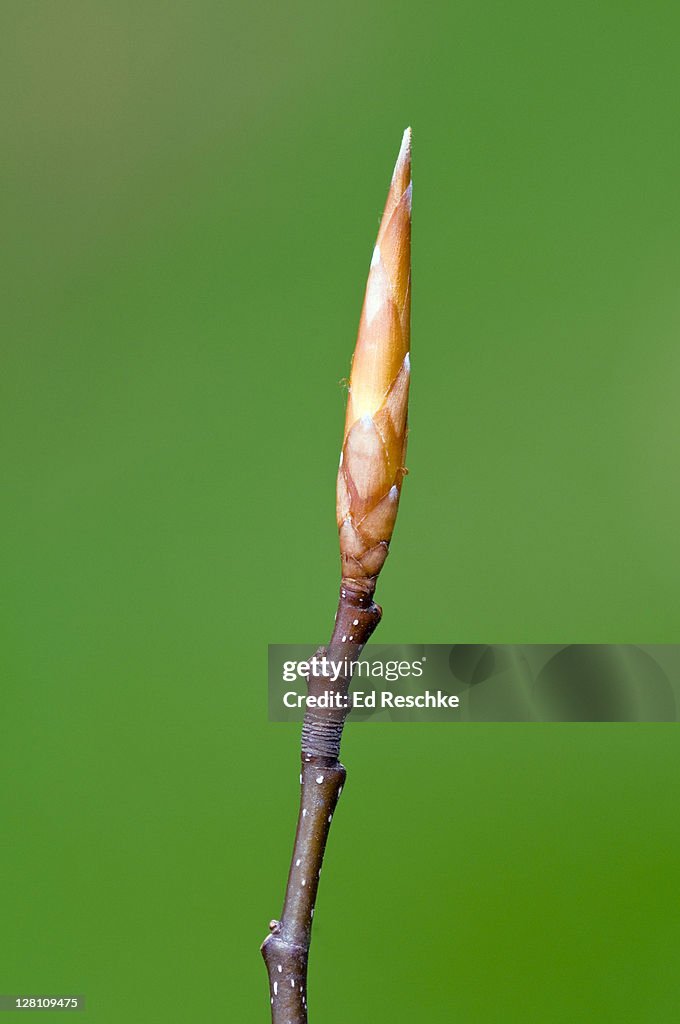 Woody Twig Structure of American Beech, Fagus grandifolia, showing Terminal Bud, Axillary Bud, Terminal Bud Scale Scars and Lenticels.