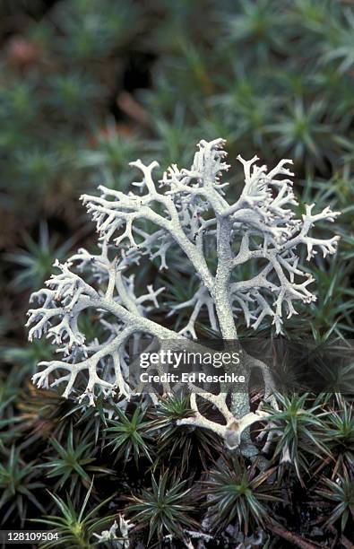 reindeer lichen, cladonia sp.; cladoniaceae. fruticose lichen, symbiosis algae & fungus - fruticose lichen stockfoto's en -beelden